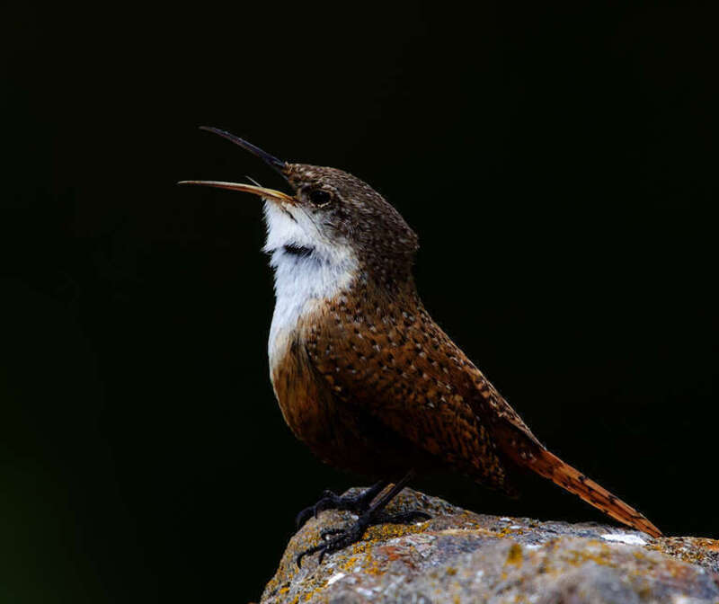 Canyon wren (Catherpes mexicanus) singing