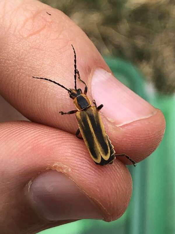 Margined Leatherwing Beetle (Chauliognathus marginatus)