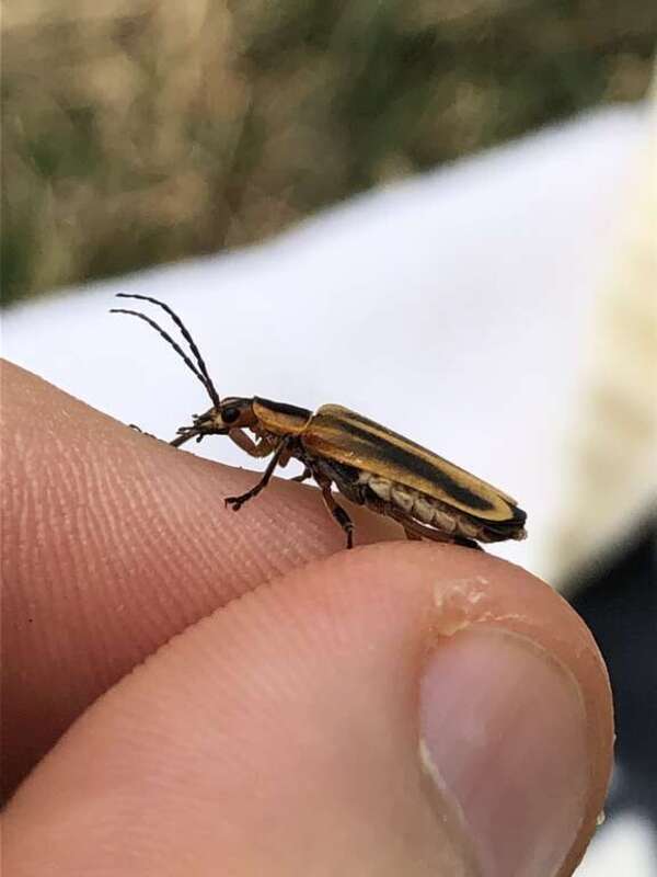 Margined Leatherwing Beetle (Chauliognathus marginatus)
