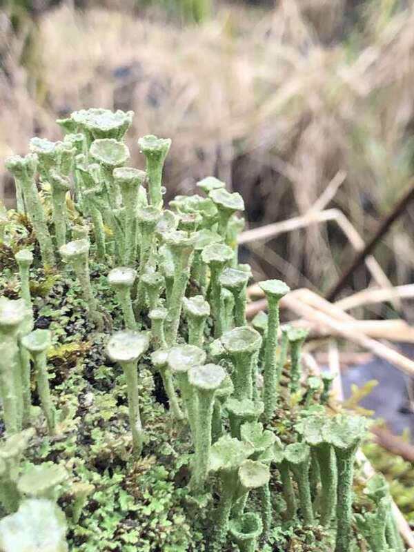 Trumpet Lichen (Cladonia fimbriata)