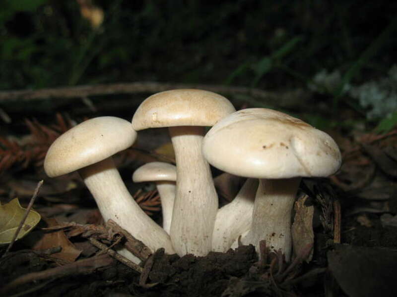 Photo of Cloudy Clitocybe uploaded from iNaturalist.