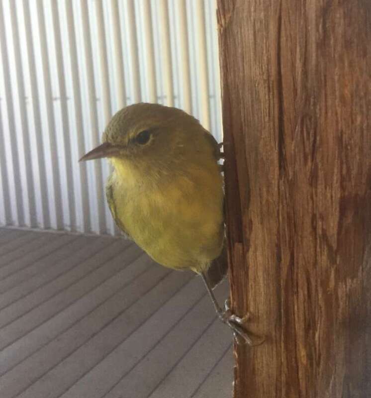 Common Yellowthroat bird hanging onto a post.