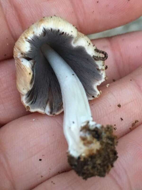 Firerug Inkcap (Coprinellus domesticus)