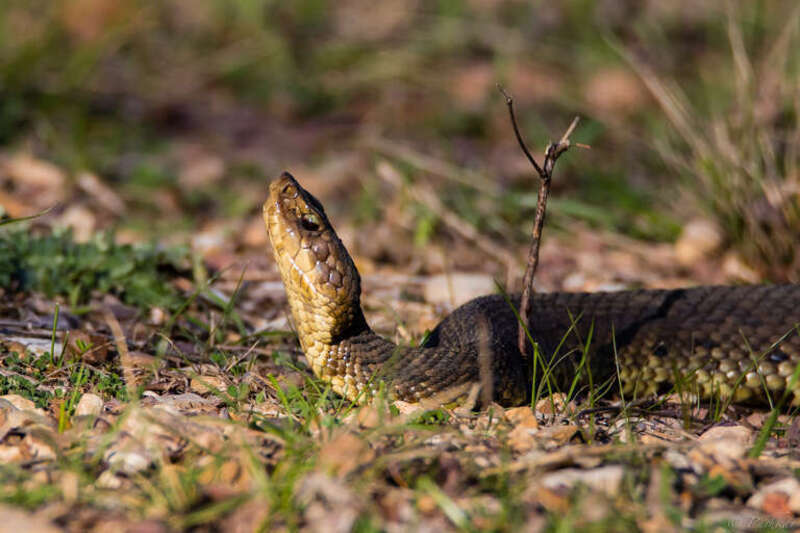 500px provided description: This cottonmouth stayed still in this same position for quite some time before moving on, just across a trail near a pond. [#nature ,#wildlife ,#texas ,#viper ,#snakes ,#hagerman ,#cottonmouth ,#texoma]