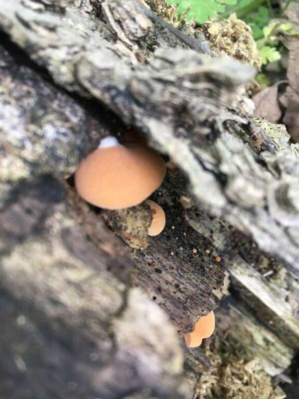 Saffron Crep (Crepidotus crocophyllus)