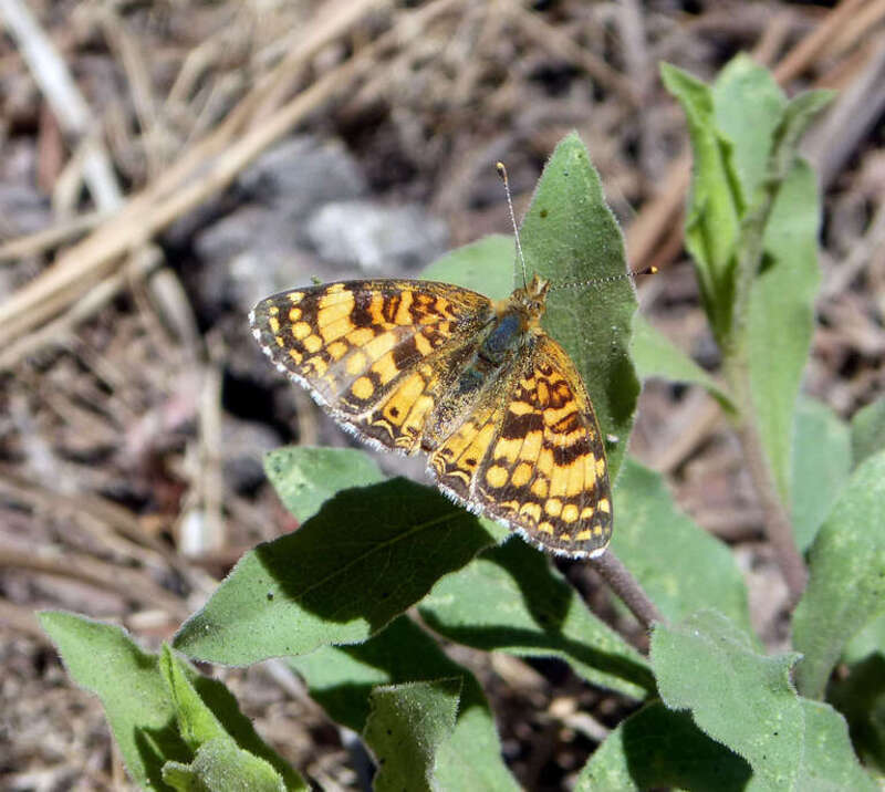 Crescent, Phyciodes mylitta