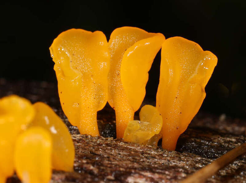 fan-shaped jelly-fungus (Dacryopinax spathularia)
