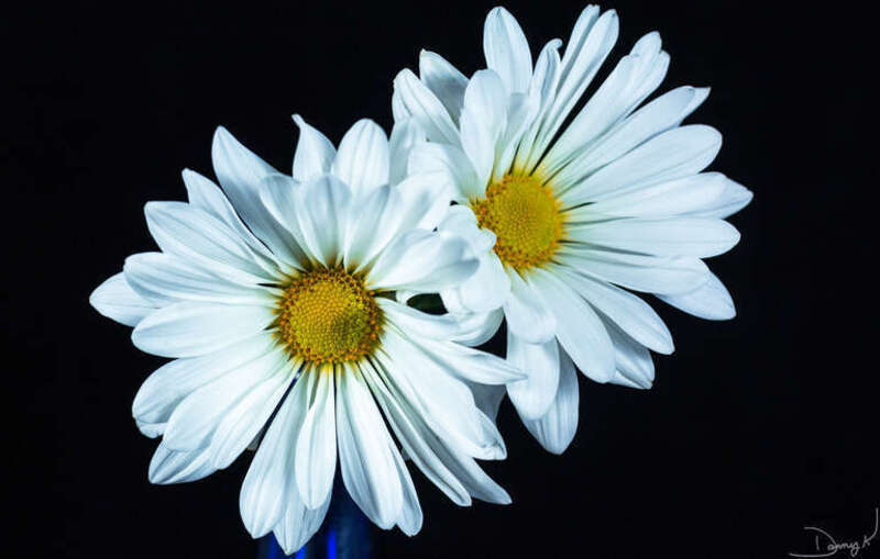 500px provided description: Two daisies in a vase against black backdrop. [#yellow ,#macro ,#blue ,#vase ,#white ,#black ,#daisy ,#daisies]