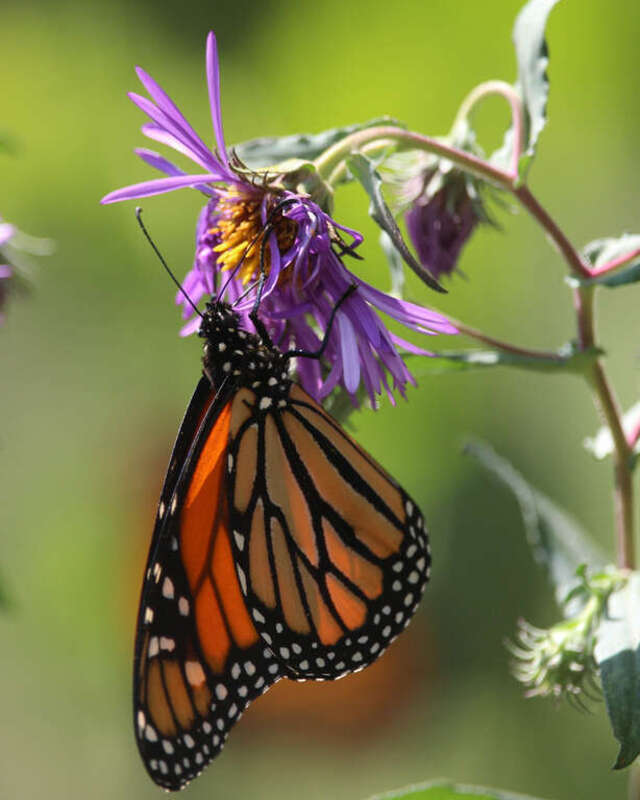 500px provided description: Butterfly just hanging out in the Springfield, MO, Botanical Garden [#flower ,#sunlight ,#closeup ,#plant ,#butterfly ,#garden ,#purple ,#blossom ,#bloom ,#monarch]