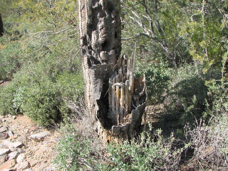 Inside a dead saguaro (Carnegiea gigantea), Eagle Mountain Golf Club, Fountain Hills, Arizona, USA