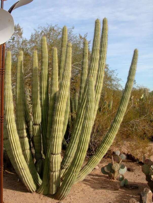 Desert Botanical Garden, Phoenix, Arizona
