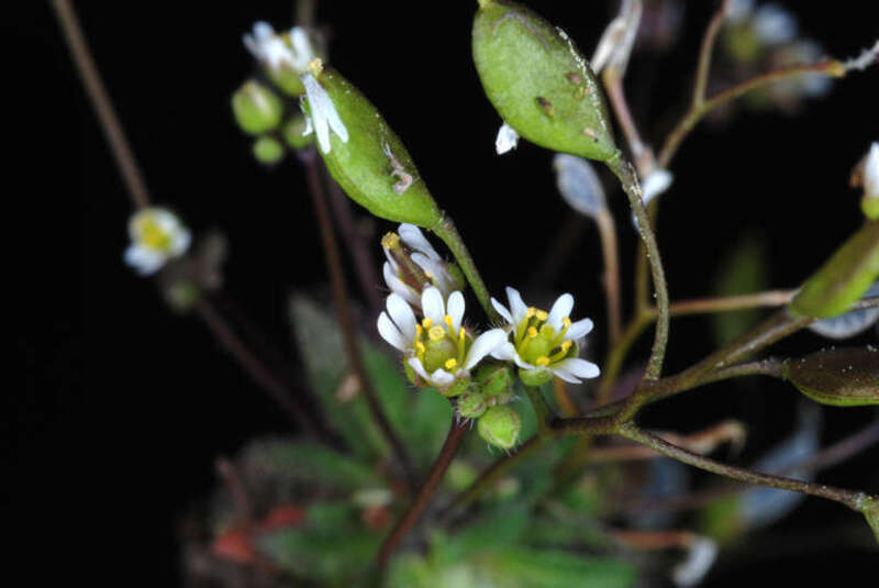 Draba verna