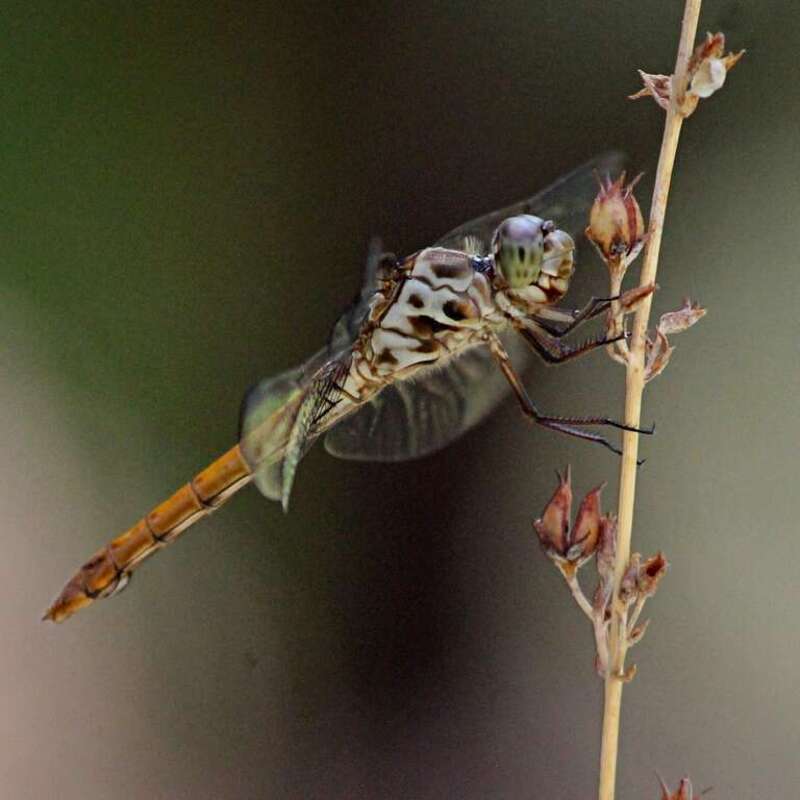 Need an ID for this beauty if anyone knows