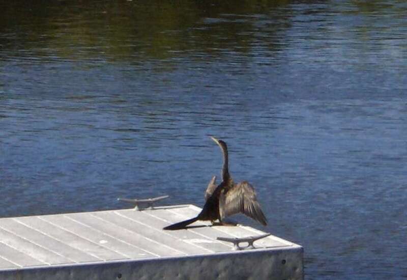 Drying the wings in between two dives. S'assécher avant de replonger!