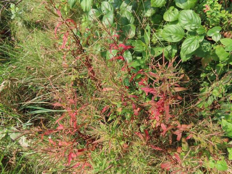 Cinnamon Willow-herb (Epilobium coloratum)