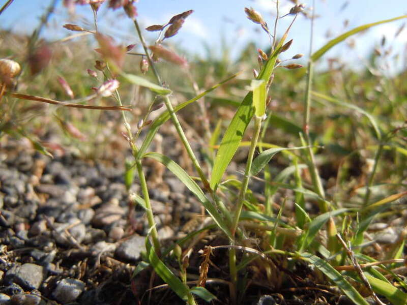 This species is a diminutive form (narrow spikelets, small stature) of the more common Eragrostis cilianensis.