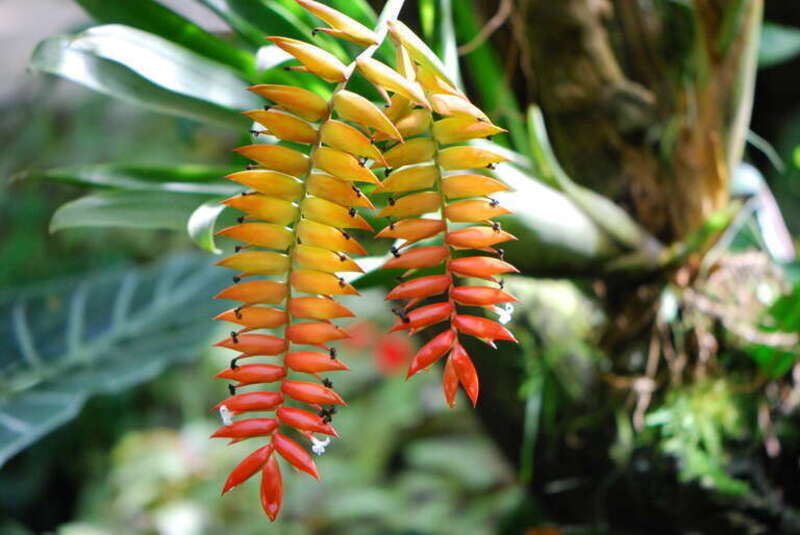 This photo is also on www.arkive.org/tillandsia/tillandsia-dyeriana/