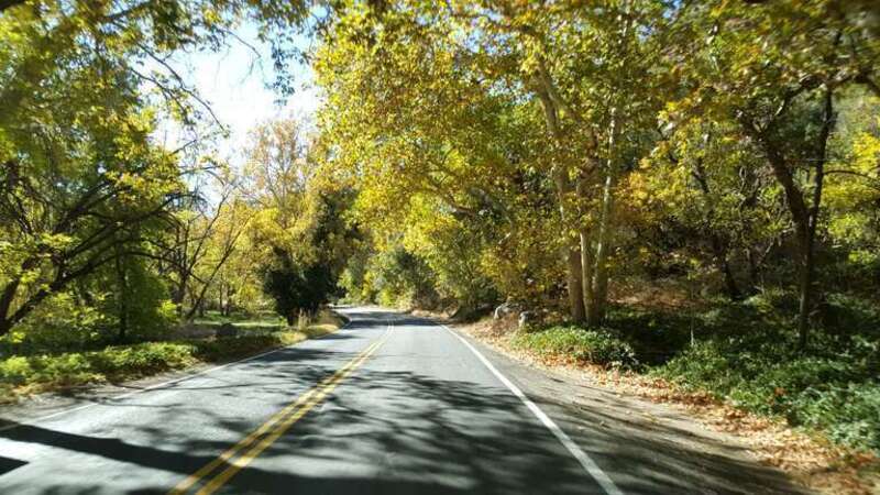 Fall color November 8, 2017 in Oak Creek Canyon, along Arizona State Route 89A north of Sedona, Arizona. 

Photo by Deborah Lee Soltesz. Credit U.S. Forest Service Coconino National Forest.