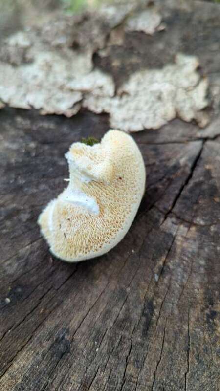 Favolus brasiliensis