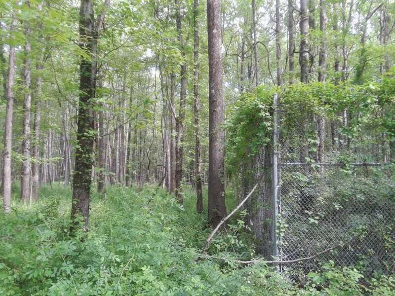 Huntley Meadows Park, Fairfax County, Virginia