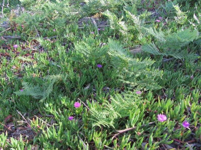 An interesting community of ferns and ice plant growing under Eucalyptus trees on the steep hillside of Grand View Park, Sunset district, San Francisco.