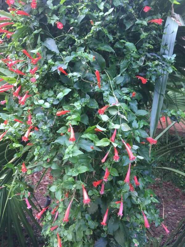 Firecracker Vine (Manettia cordifolia) at J.C. Raulston Arboretum in Raleigh, North Carolina