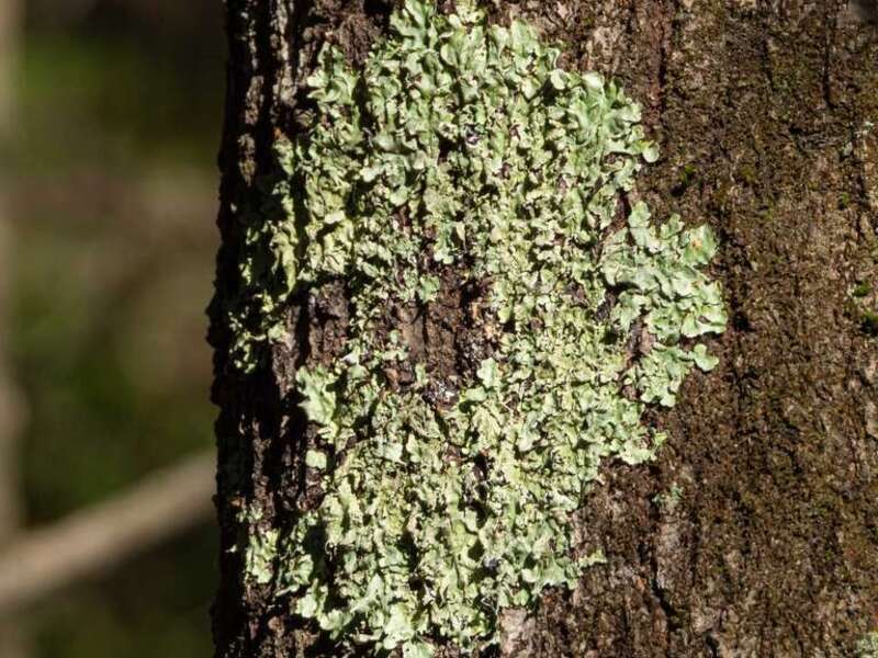 common greenshield lichen (Flavoparmelia caperata)