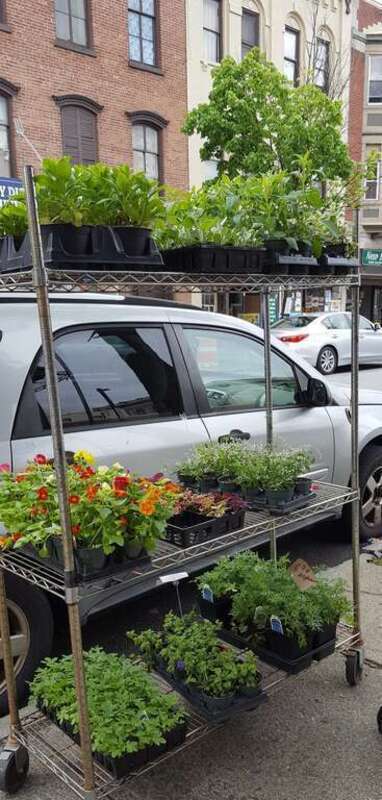 Take time to smell the flowers when you're on 3rd Street between State and Congress streets. Flower World is a wonderful flower shop located next to the Dunkin' Donuts. The Capital District Tourism Gnome really enjoyed his time there.