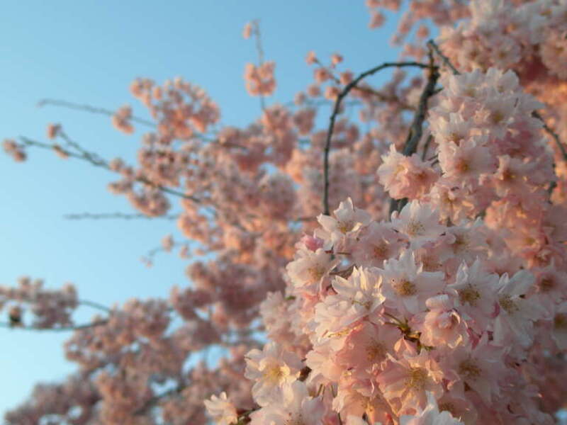 Flower tree by the Laumeier info center