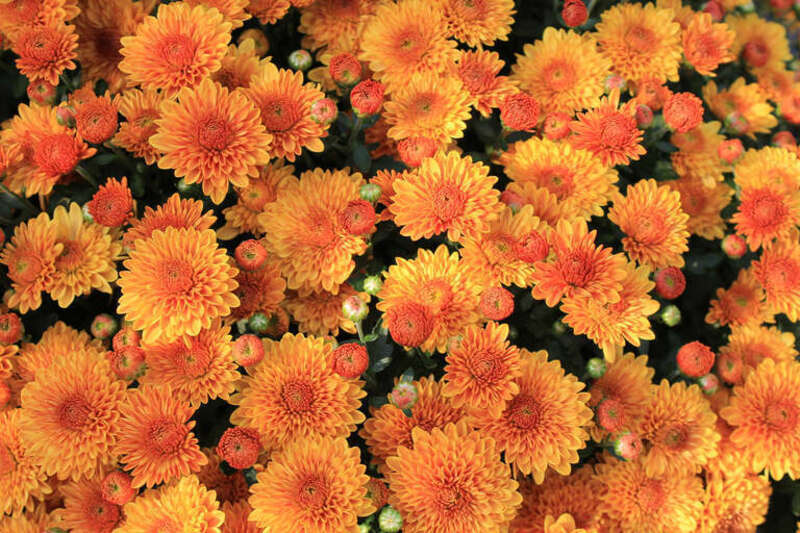 500px provided description: Saint Louis Botanical Garden [#Nature ,#Landscape ,#Flowers ,#Orange ,#Botanical]