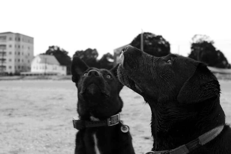 500px provided description: Fuga And Ziggy [#canon 60d]