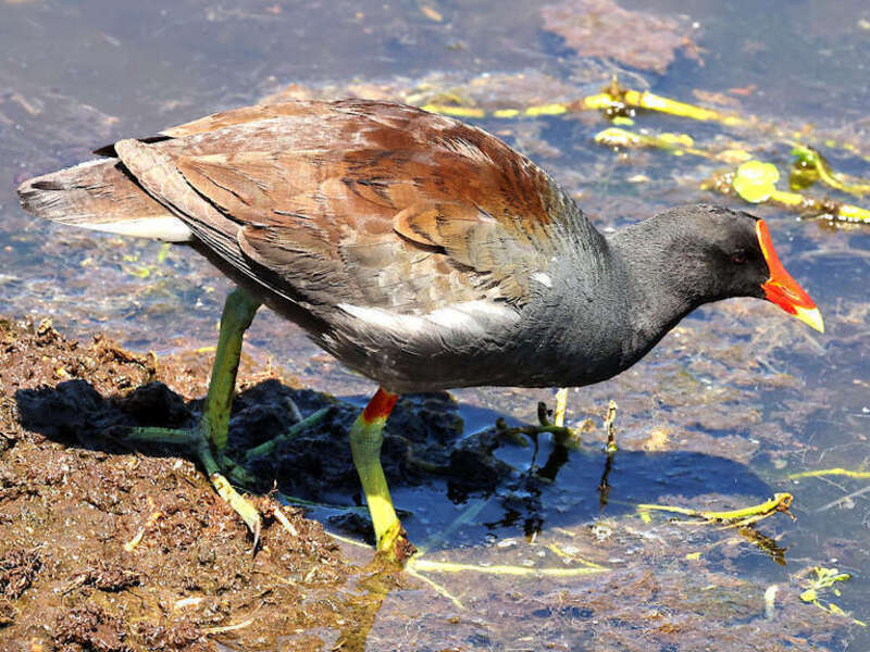 w:Common Gallinule at Wakodahatchee Wetlands, Florida