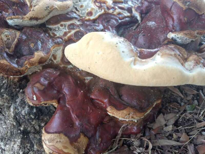 Ganoderma polychromum. Species of fungus.
