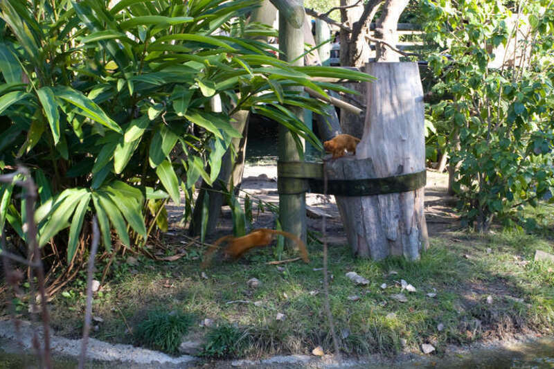 Golden Tamarins at Audubon Zoo, New Orleans