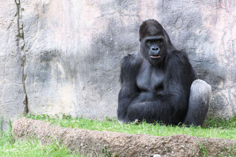 Gorilla Sitting by Stone Wall