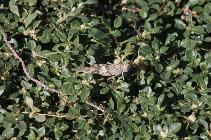 A grasshopper at Craig Ranch Park in North Las Vegas, Nevada.
