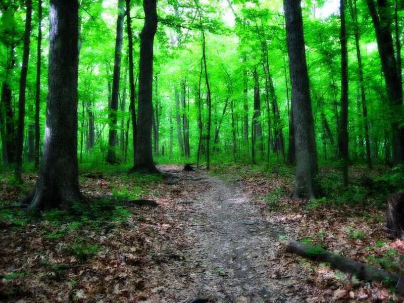Path through forest in Greenfield Park, Milwaukee, Wisconsin.