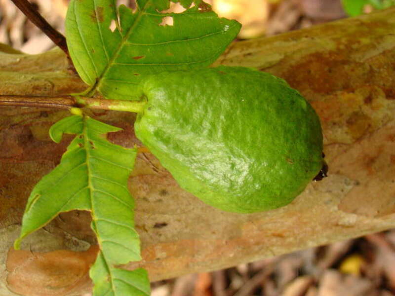 'Vietnamese Giant' Guava (Psidium guajava / Myrtaceae) tree at the Kampong, Coconut Grove, Florida. Fruits on the tree and on the ground were all infested with Fruit Flies.