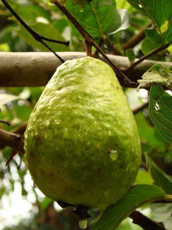 'Vietnamese Giant' Guava (Psidium guajava / Myrtaceae) tree at the Kampong, Coconut Grove, Florida.
