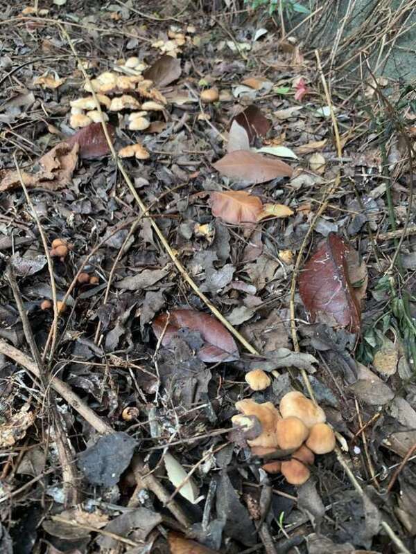 Cabbage Parachute (Gymnopus brassicolens)