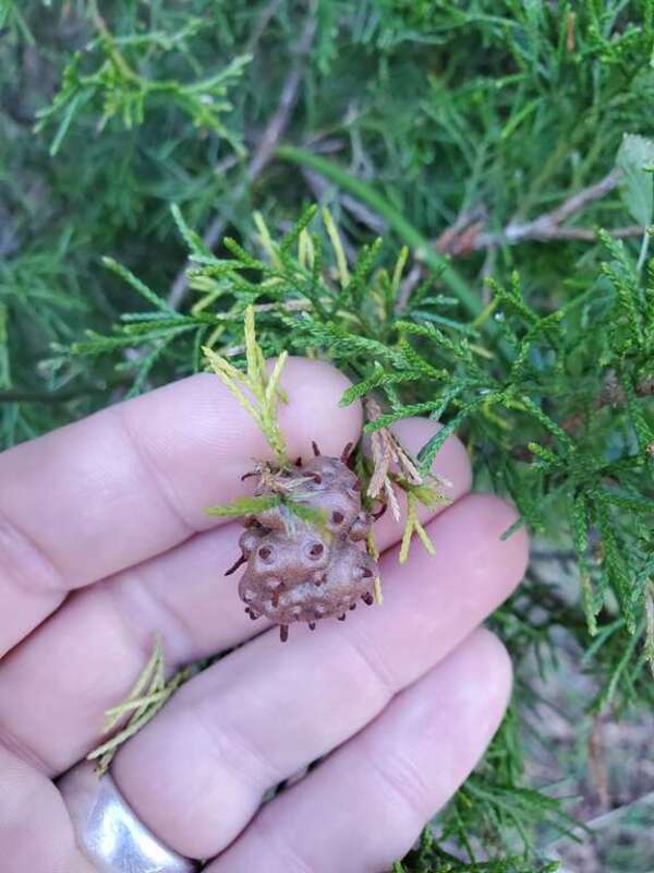 juniper-apple rust (Gymnosporangium juniperi-virginianae)