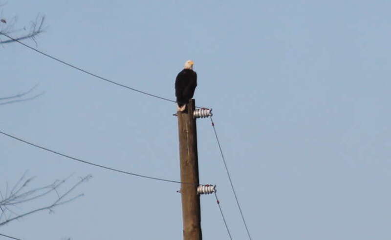 Bald Eagle