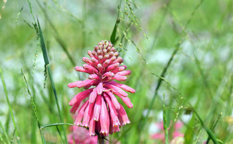 500px provided description: So Cal Wildflowers [#flowers ,#bokeh ,#california ,#pink ,#wildflowers ,#creamy bokeh ,#Spring ,#Sigma 105 ,#D850]
