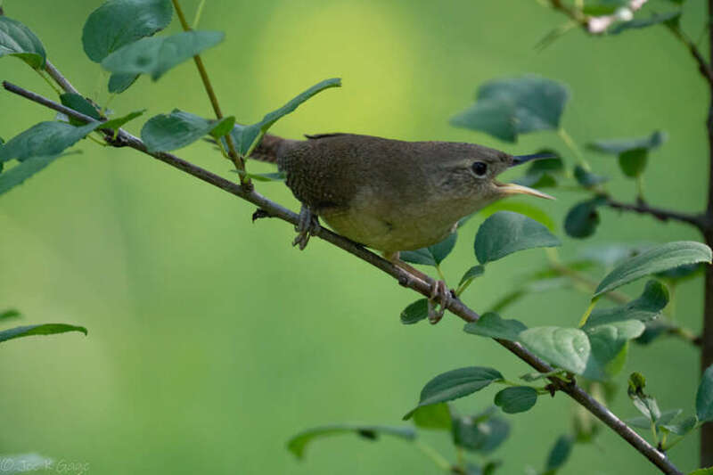 House wren in a tree