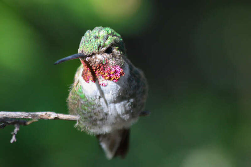 Ruby-Throated Hummingbird takes a rest, Arizona-Sonora Desert Museum.