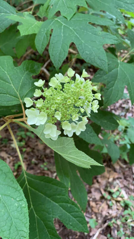 oakleaf hydrangea (Hydrangea quercifolia)