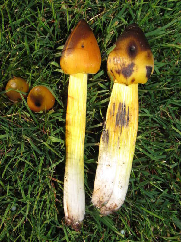 Western Witch's Hat (Hygrocybe singeri)