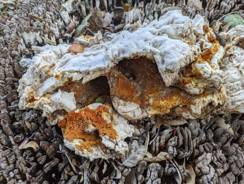 orange polypore mould (Hypomyces aurantius)