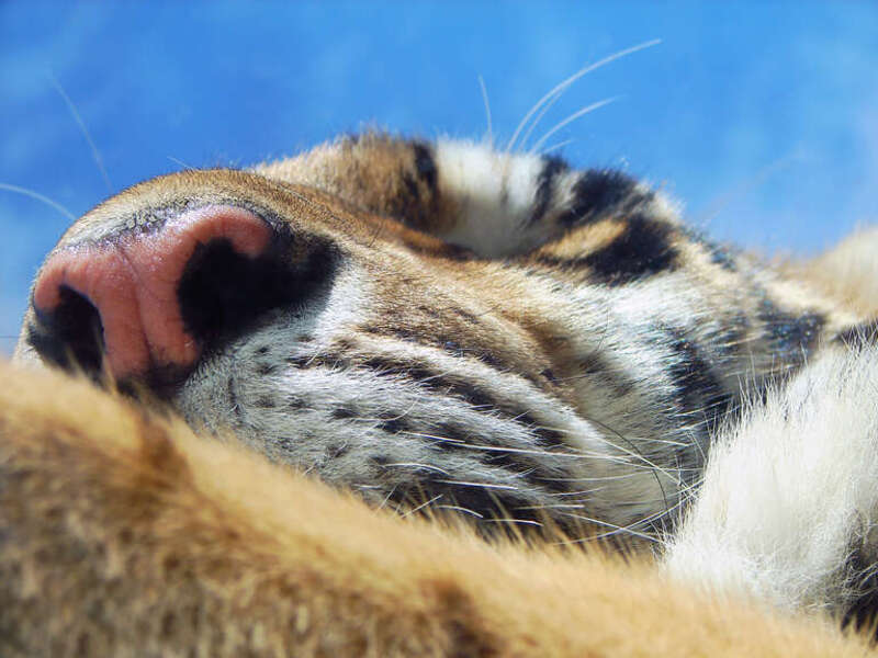 This is Lila, the the orange Bengal tiger at the Dakota Zoo in Bismarck, ND.  The zoo also has a white one named Vimila, and a &quot;tabby&quot;, but I don't know his name.

View large for best detail.