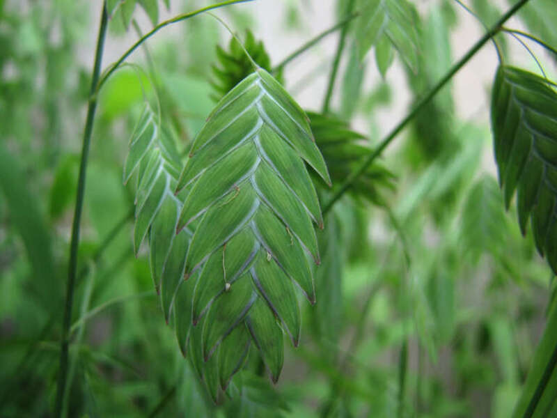 Chasmanthium latifolium cultivated, National Botanic Garden, Washington, DC, USA